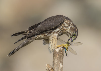 merlin & dragonfly