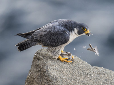 peregrine and sparrow
