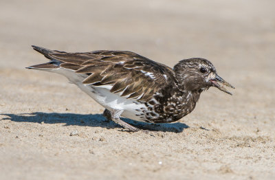 black turnstone gorging on grunion eggs