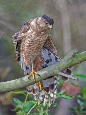 coopers hawk