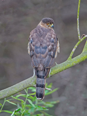 coopers hawk female