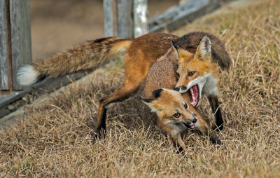 fox play