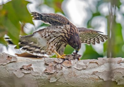 cooper hawk and mouse