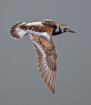 ruddy turnstone