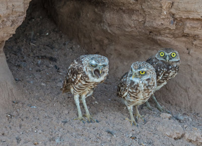 burrowing owl with pellet