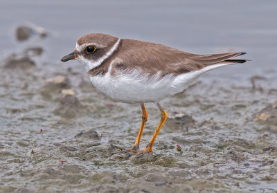 semi palmated plover