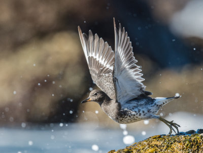 surfbird