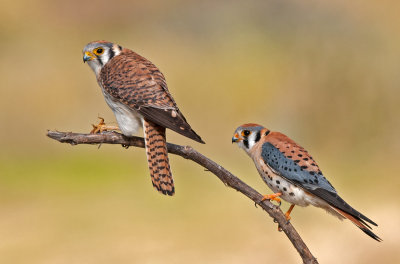 kestrels.jpg