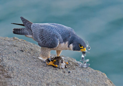peregrine and breakfast