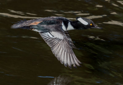 hoody flying