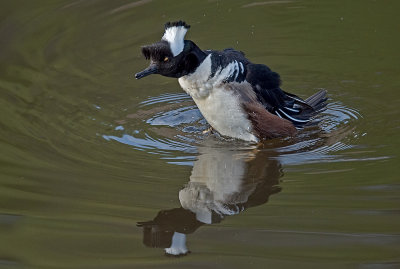 hooded mergansers courting