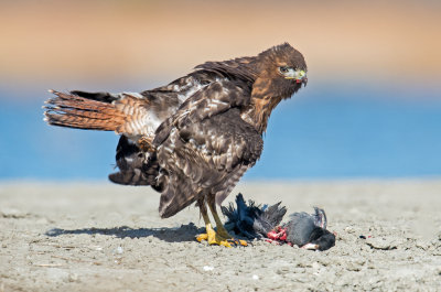 Redtail & coot