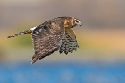 northern harrier