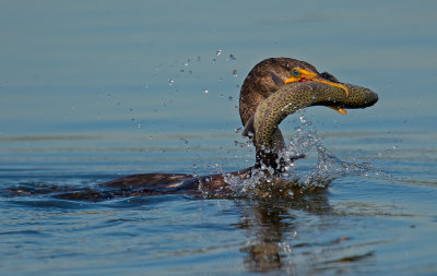 cormorant and trout