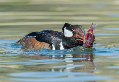 hooded merganser and crayfish