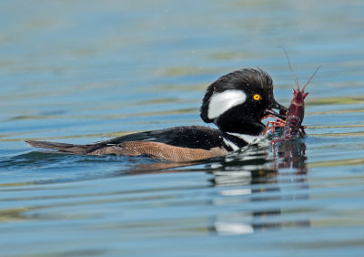 hooded merganser and crayfish