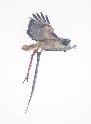 redtail and snake