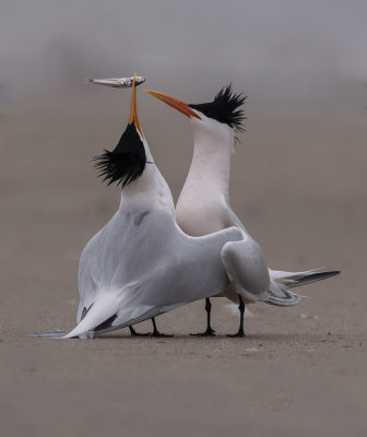 elegant terns courting