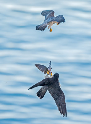 peregrines and starling