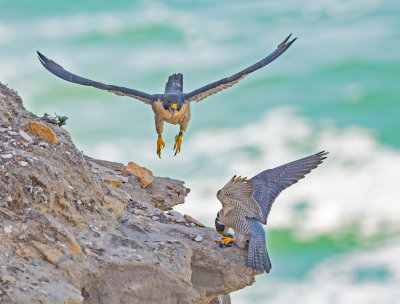 peregrines and lunch