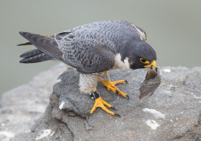 peregrine and breakfast