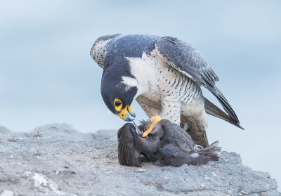 Peregrine with a starling