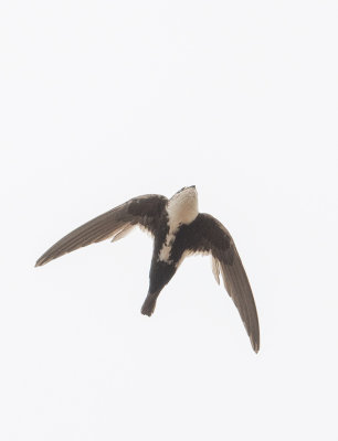 White throated swift