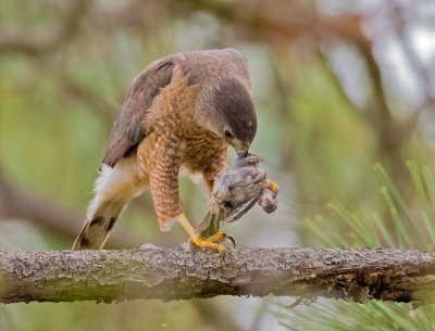 coopers hawk and prey