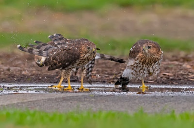 cooper hawks bathing