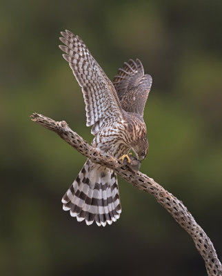 cooperhawk and mouse