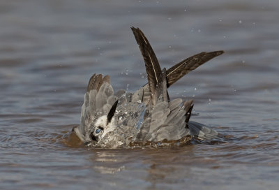 black tern bathing