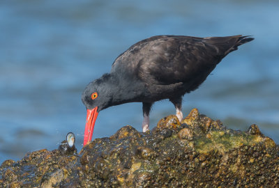 black oystercatcher