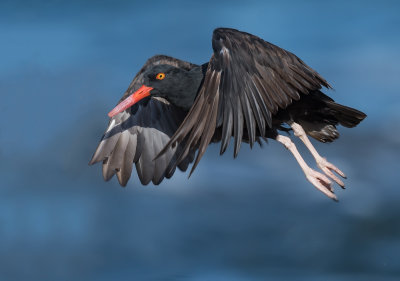 black oystercatcher