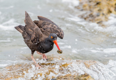 black oystercatcher