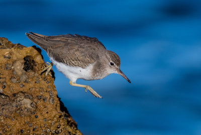 spotted sandpiper