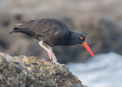 black oystercatcher