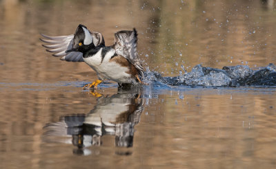 Hooded merganser takeoff