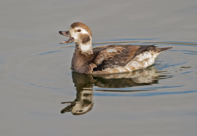 long-tailed duck