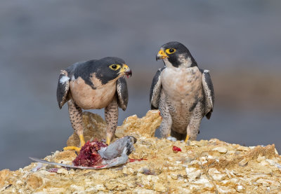 peregrine pair and brunch