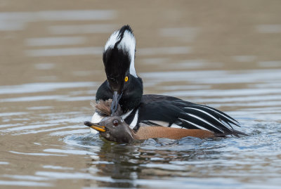 hooded mergansers mating