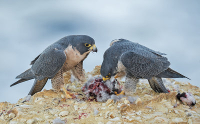falcon feast