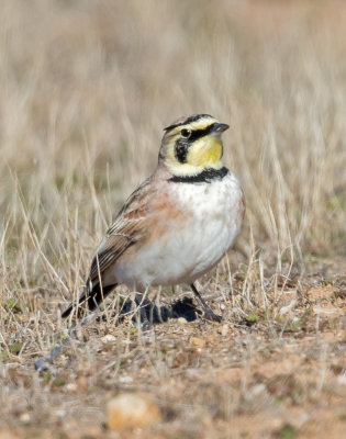 horned lark