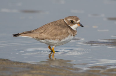 semi-palmated plover