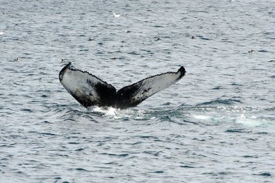 Diving Humpback