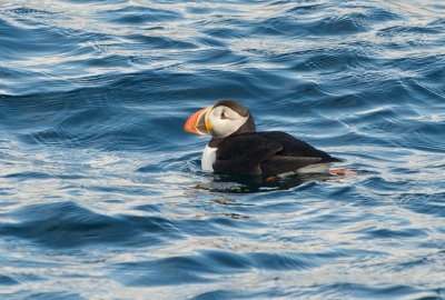 Lone Puffin