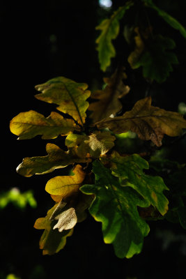 Oak Leaves, Balmerino