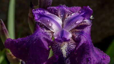 Lirios 2014 / Iris