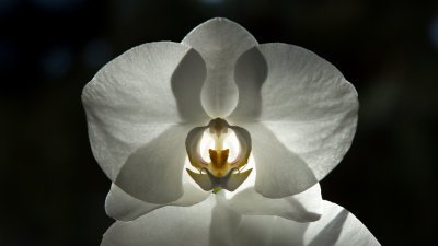 Orquideas / Orchids