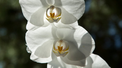 Orquideas / Orchids
