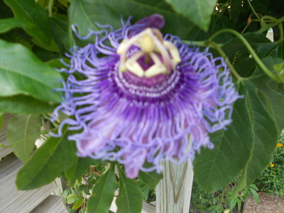 Crestview Garden 2013